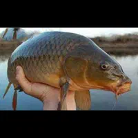 صید ماهی کپور امور