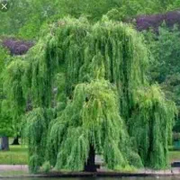 باغ هروی نعمت اباد باسمنج