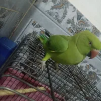 طوطی ملنگو