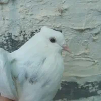 طوقی|پرنده|جم, |دیوار