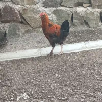 خروس گلین اصیل