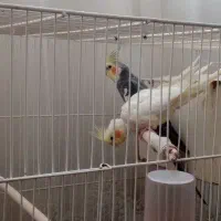 عروس هلندی|پرنده|مشهد, کوه سنگی|دیوار