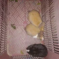 خرگوش