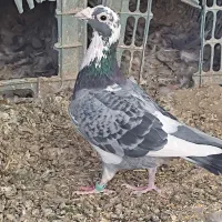 کبوتر ابلغ|پرنده|هامون, |دیوار