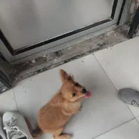 سگ پاکوتاه اشتیپز