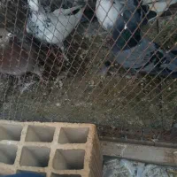 شش عدد کبوتر گرفتنی سالم