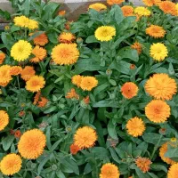 بذرگل|گل و گیاه طبیعی|بابل, |دیوار