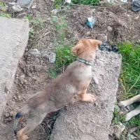 توله سگ دورگ قفقازوسرابی
