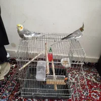 عروس هلندی سخنگو ،کوتوله|پرنده|الیگودرز, |دیوار