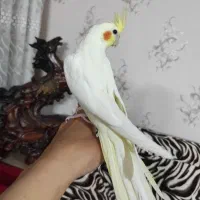 جوجه عروس هلندی دوماهه