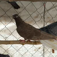 کفتر|پرنده|فردوسیه, |دیوار