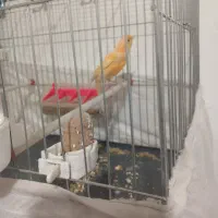 قناری قرمز تبریز پر رنگ|پرنده|سلماس, |دیوار