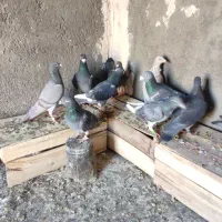 پلاکی اهوازی آلمانی|پرنده|مشهد, مهدی آباد|دیوار