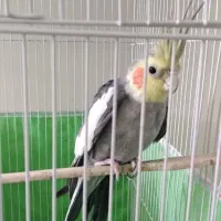 عروس هلندی سخنگو نرو ماده اهلی