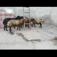 گوسفند ۵۰کیلویی‌۲۵خالص‌قیمت ۸.۵۰۰واسه سربریدن‌