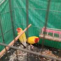 طوطی کوتوله.|پرنده|بافق, |دیوار