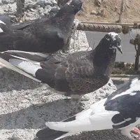 کبوتر پور دم سفید و مرغ عشق|پرنده|شهرکرد, |دیوار