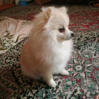 پامر روباهی 6 ماهه|سگ|دهاقان, |دیوار