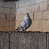 سبز دوم سفید