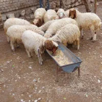 ۱۰ راس بره نر|حیوانات مزرعه|دره شهر, |دیوار