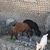 بره نر