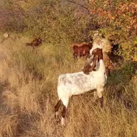 بز پاکستانی