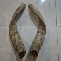 شاخ|کلکسیون و سرگرمی|کرج, حصارک بالا|دیوار