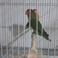 ۴عدد کوتوله صورت هلویی فروشی|پرنده|تربت جام, معدآباد|دیوار