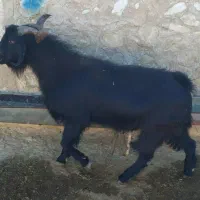 پازن تخمی کمر قوی|حیوانات مزرعه|رامهرمز, |دیوار