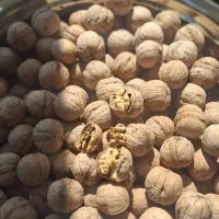 گردو مراغه پوست نازک سفید پرچرب