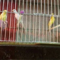 تعدادی قناری وفنچ|پرنده|خوی, |دیوار