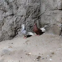 کبوتر