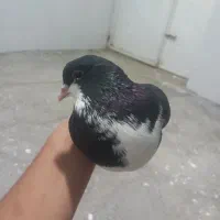 ۱۴۰۰|پرنده|طاغنکوه, |دیوار