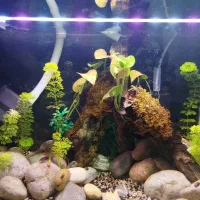 اکواریوم معاوضه هم داره|ماهی|یاسوج, |دیوار