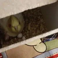 عروس هلندی مولد|پرنده|اردبیل, |دیوار