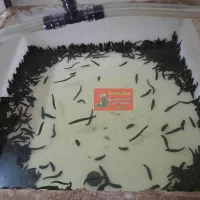 زالو طبی و آرایشی|خزنده|تهران, بهمن یار|دیوار