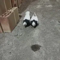 طوقی سیاه نروماده