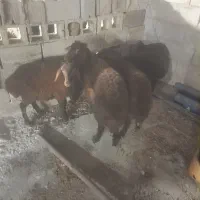 فروش بره