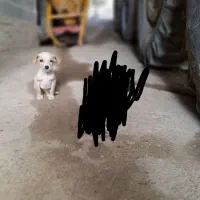 توله میکس انگلیس المان|سگ|مینودشت, |دیوار