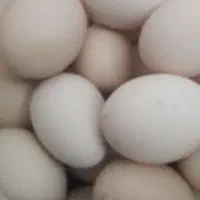 تخمرغ فروشی