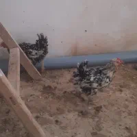 فروش مرغ و خروس و جوجه و تخم گلین