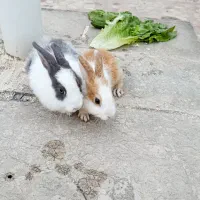 یک جفت خرگوش هانگی