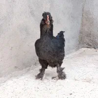 یک عدد مرغ فروشی کاکل پر پا جوان