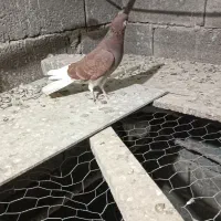 شیش عدد تهرانی روهم فروخته میشه ،،