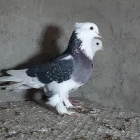 کبوتر کفتر سه جفت|پرنده|نسیم‌شهر, |دیوار