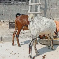 نری