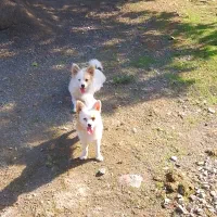 پامرانین خرسی و روباهی