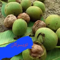 سیر سفیدو گردو سبز مرغوب  تویسرکان سبد ۲ کیلویی|خوردنی و آشامیدنی|قروه, |دیوار