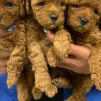 واگذاری پودل کراس