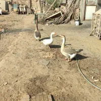 قو غاز اکراینی و آفریقایی فروشی|حیوانات مزرعه|آران و بیدگل, |دیوار